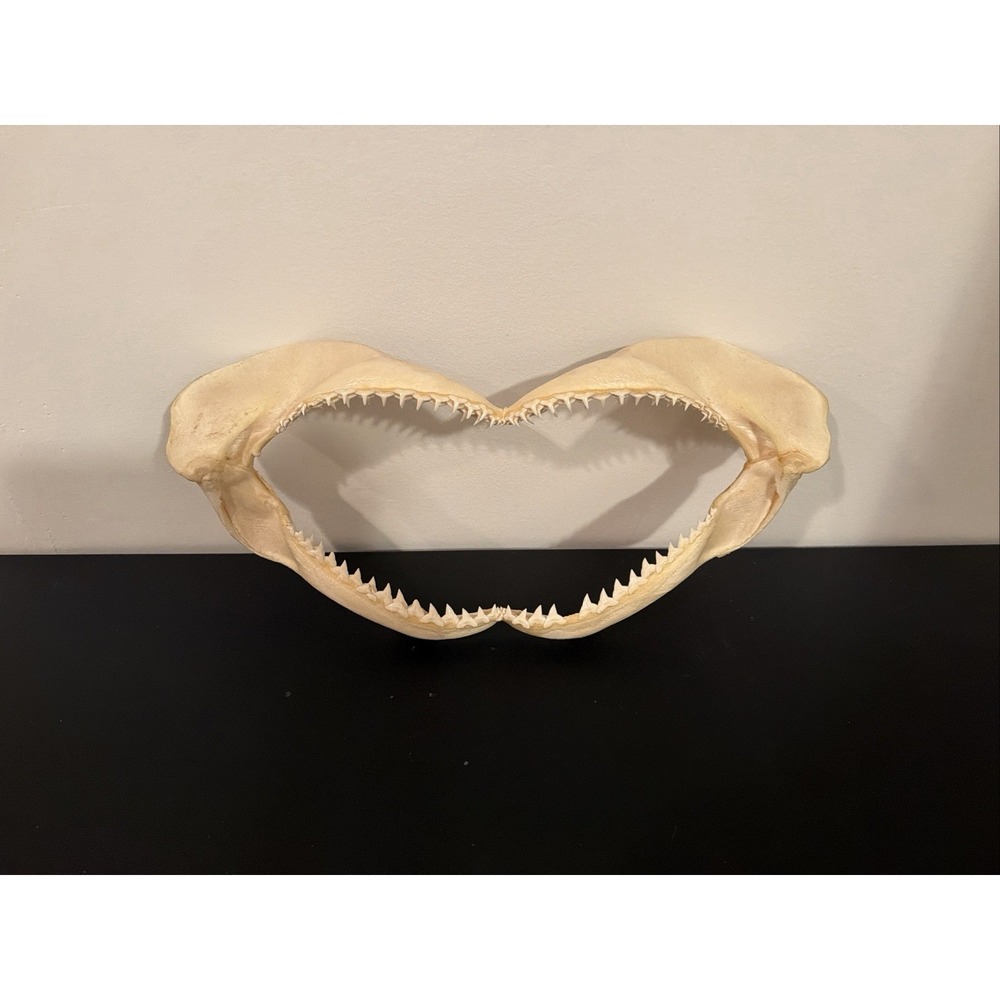 13"x7" Bull Shark jaw. Authentic And Legally Obtained.